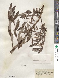 Salix planifolia image