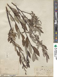 Salix planifolia image