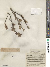 Salix planifolia image