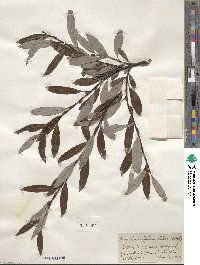 Salix planifolia var. nelsonii image