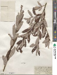 Salix planifolia var. nelsonii image