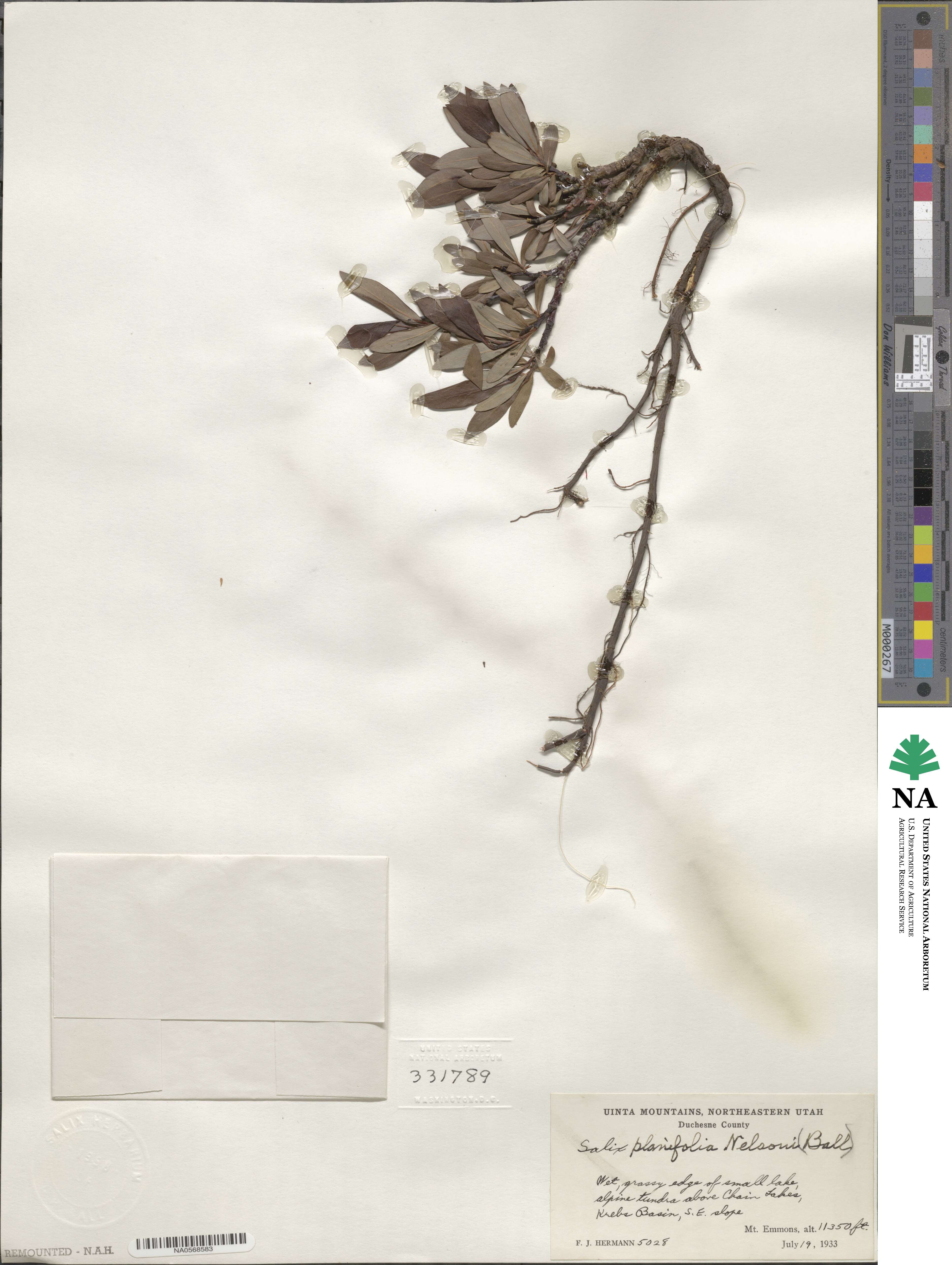 Salix planifolia var. nelsonii image