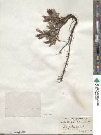 Salix planifolia image