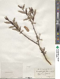 Salix planifolia image