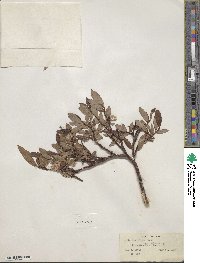 Salix planifolia var. nelsonii image