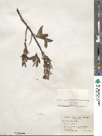 Salix planifolia image