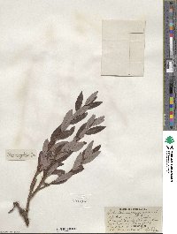 Salix planifolia image