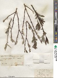 Salix planifolia var. nelsonii image