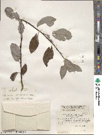 Salix planifolia image