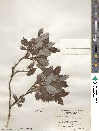 Salix planifolia image