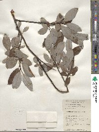 Salix planifolia image