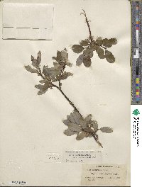 Salix planifolia image