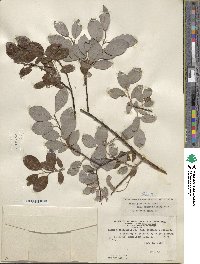 Salix planifolia image