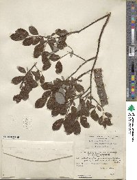 Salix planifolia image