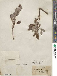 Salix planifolia image