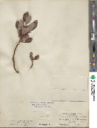 Salix planifolia image