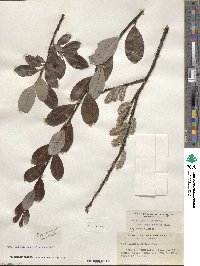 Salix planifolia image