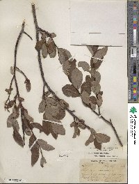 Salix planifolia image