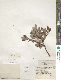 Salix planifolia image