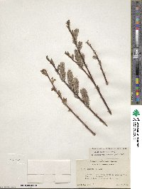 Salix planifolia image