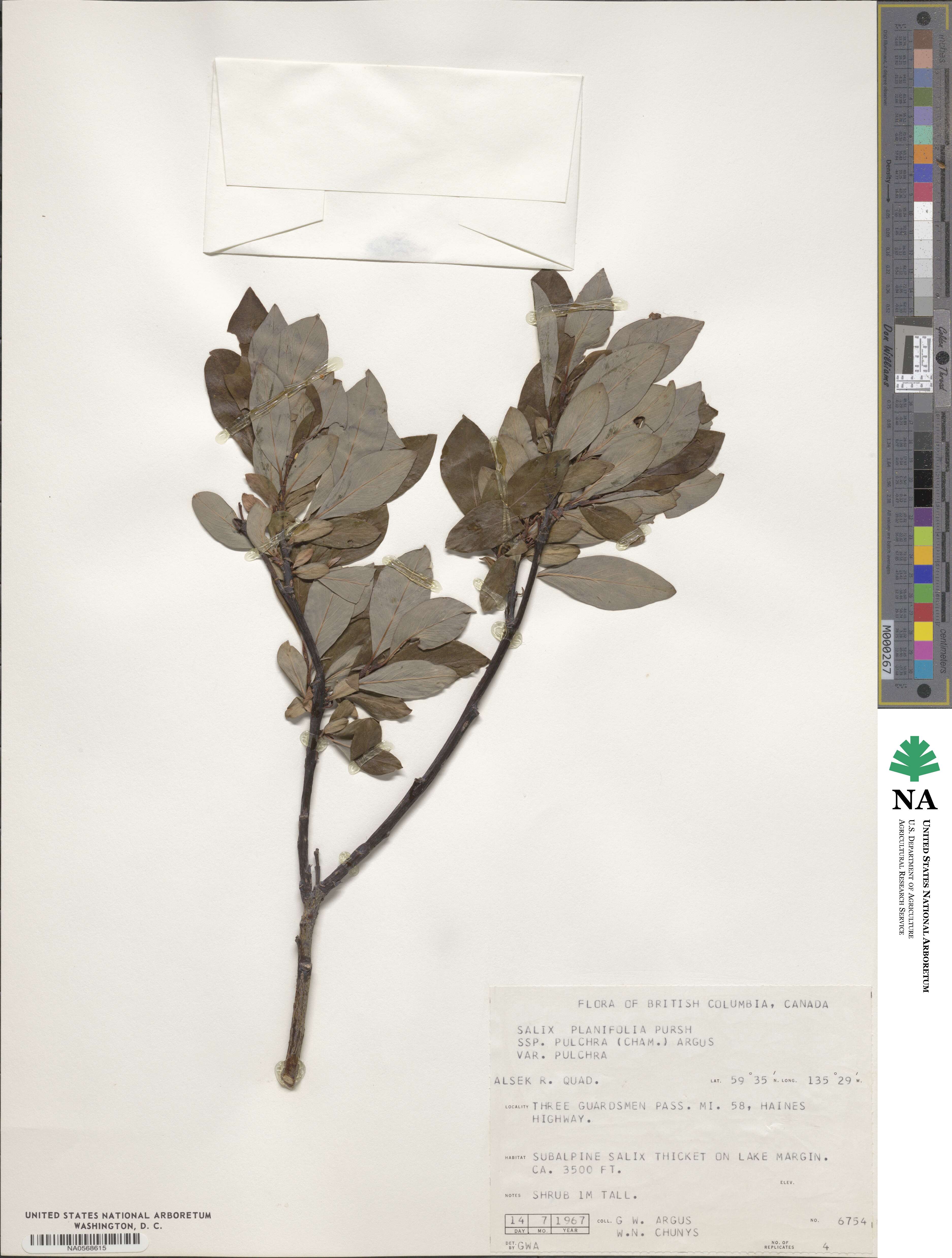 Salix planifolia subsp. pulchra image