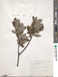 Salix planifolia image