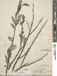 Salix planifolia image