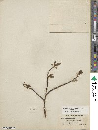 Salix planifolia image