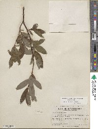 Salix planifolia image