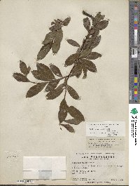 Salix planifolia image