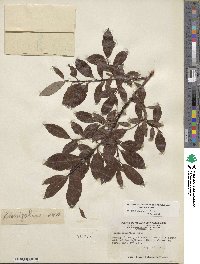 Salix planifolia image