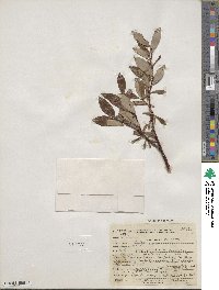 Salix planifolia image