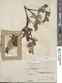 Salix planifolia image