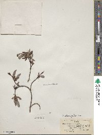 Salix planifolia image