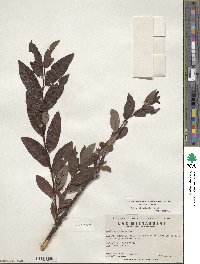 Salix planifolia image