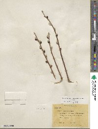 Salix planifolia image