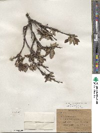 Salix planifolia image