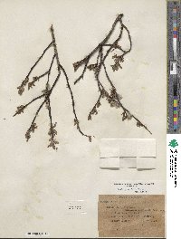 Salix planifolia image