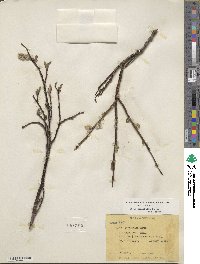 Salix planifolia image