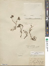 Salix polaris image