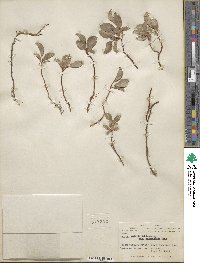 Salix polaris var. selwynensis image