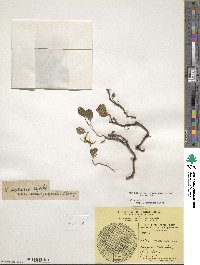 Salix polaris var. selwynensis image