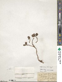 Salix polaris var. selwynensis image