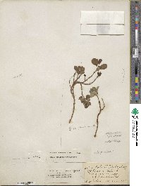 Salix polaris var. selwynensis image