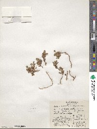 Salix polaris var. selwynensis image