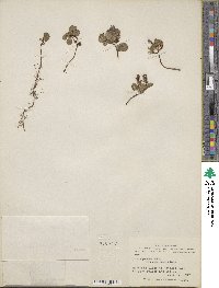 Salix polaris var. selwynensis image