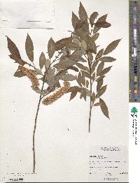 Salix prolixa image