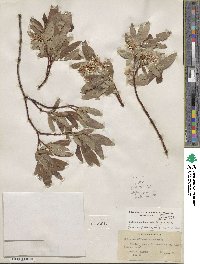 Salix myrtillifolia image