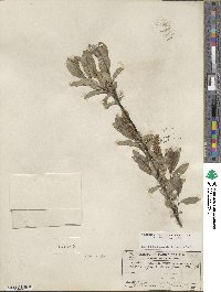 Salix myrtillifolia image