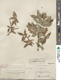 Salix myrtillifolia image